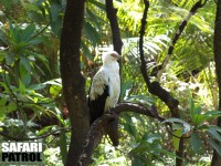 Palmgam. (Lake Manyara National Park, Tanzania)