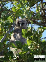 Mjlkuv. (Maasai Kopjes i Serengeti National Park, Tanzania)