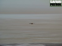 Augurvrk. (Lake Manyara National Park, Tanzania)