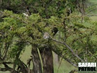 Prlsparvuggla. (Lobo i norra Serengeti National Park, Tanzania)