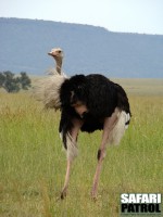 Strutshane. (Serengeti National Park, Tanzania)