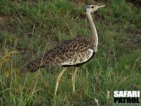 Svartbukad trapp, hane. (Serengeti National Park, Tanzania)