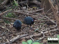 Tofsprlhnor. (Lake Manyara National Park, Tanzania)