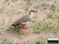 Kronvipa. (Tarangire National Park, Tanzania)