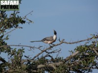 Barkindad turako. (Serengeti National Park, Tanzania)