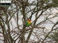 Rdhuvad dvrgpapegoja. (Serengeti National Park, Tanzania)