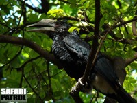 Silverkindad hornkorp. (Lake Manyara National Park, Tanzania)