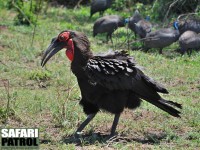 Sydlig markhornkorp med hjlmprlhnor i bakgrunden. (Serengeti National Park, Tanzania)