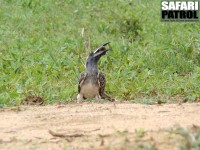 Afrikansk grtoko. (Tarangire National Park, Tanzania)