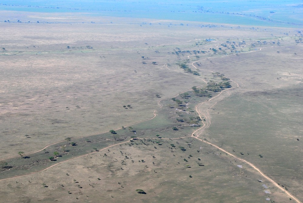 Seronerafloden nra dess klla. (Centrala Serengeti National Park, Tanzania)