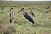 Maraboustorkar omgivna av gamar. (Serengeti National Park, Tanzania)