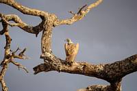 Vitryggad gam p en trdgren. (Tarangire National Park, Tanzania)