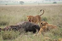 Lejonflock vid en flld buffel. (Seronera i centrala Serengeti National Park, Tanzania)