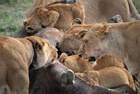 tande lejonflock vid sitt byte. (Serengeti National Park, Tanzania)