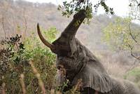 Elefant med bara en bete. (Lake Manyara National Park, Tanzania)