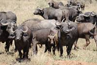 Afrikanska bufflar. (Serengeti National Park, Tanzania)