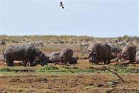 Flodhstar, zebror och fglar. (Lake Manyara National Park, Tanzania)