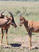 Topiantiloper. (Serengeti National Park, Tanzania)