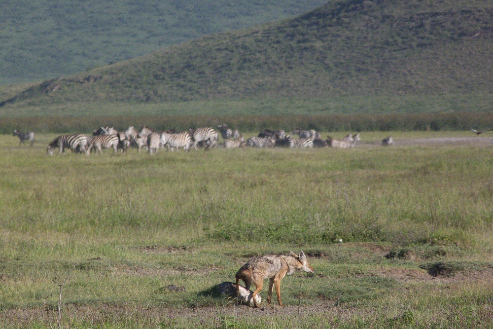 Guldschakal. (Ngorongorokratern, Tanzania)