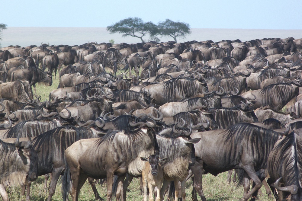 Gnuhjord. (Serengeti National Park, Tanzania)