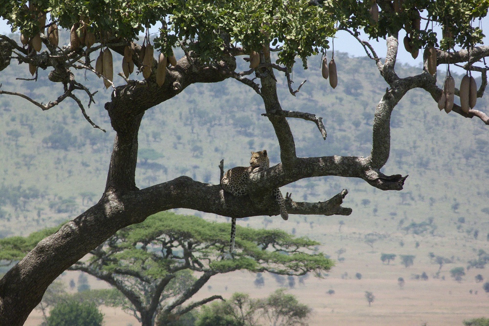 Leopard i korvtrd. (Seronera i centrala Serengeti National Park, Tanzania)