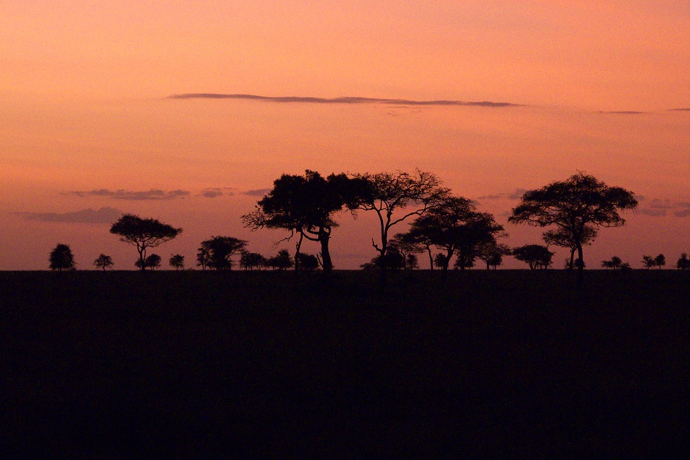 Gryning ver Moru Kopjes. (Sdra Serengeti National Park, Tanzania)