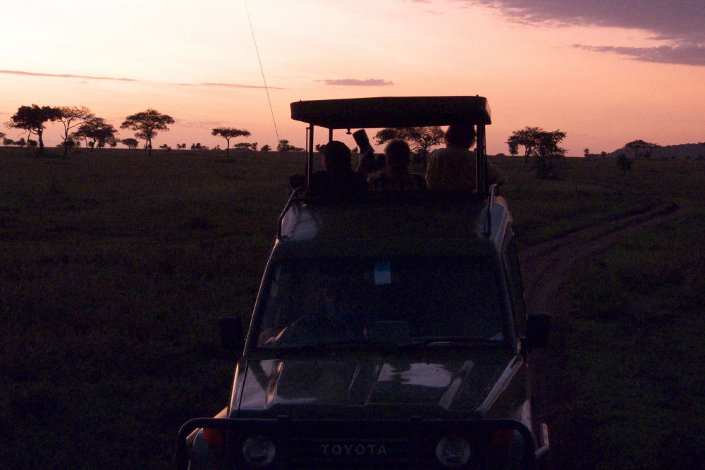 Djurskdning i gryningen. (Serengeti National Park, Tanzania)