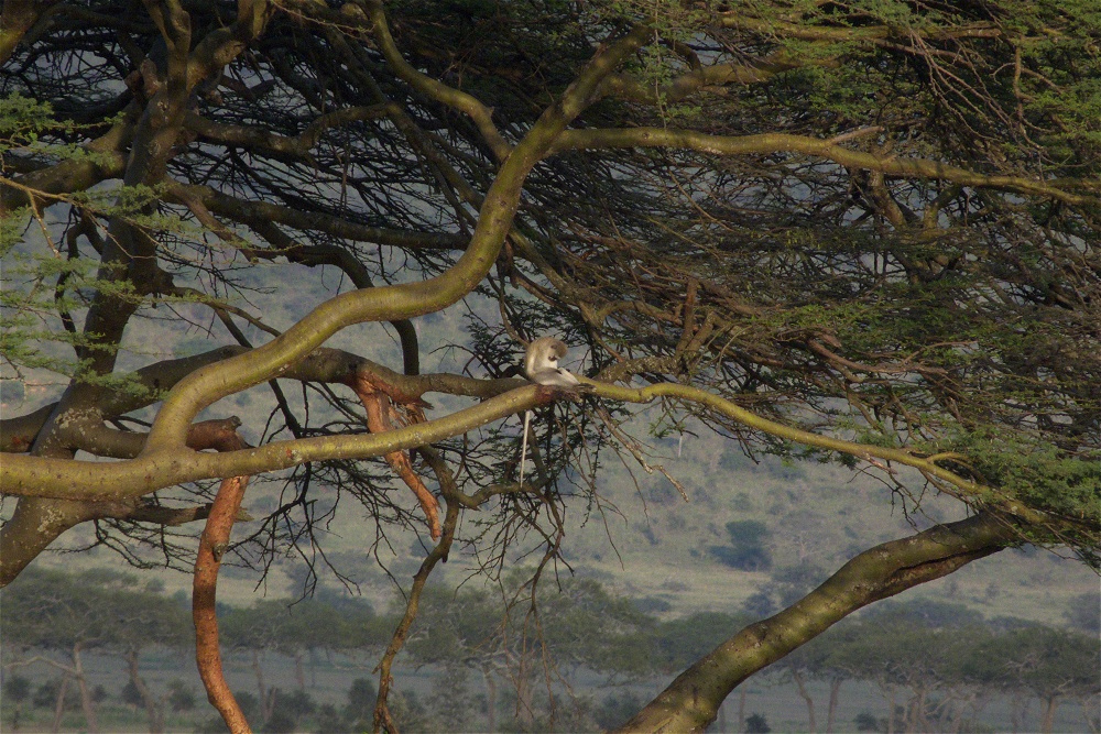Sovande grn markatta. (Serengeti National Park, Tanzania)
