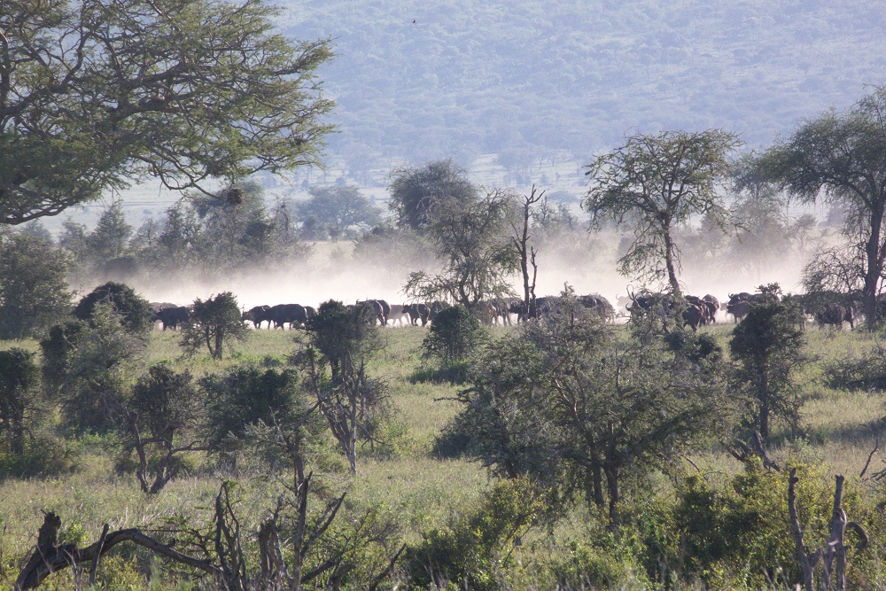 Buffelhjord. (Serengeti National Park, Tanzania)