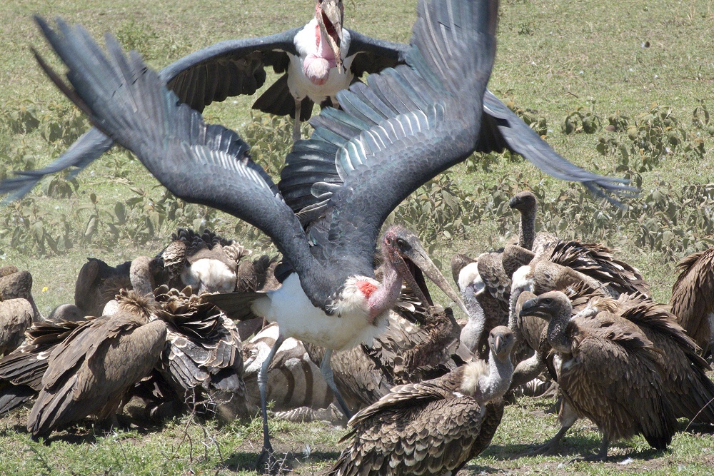 Maraboustorkar och gamar vid zebrakadaver. (Sdra Serengeti National Park, Tanzania)