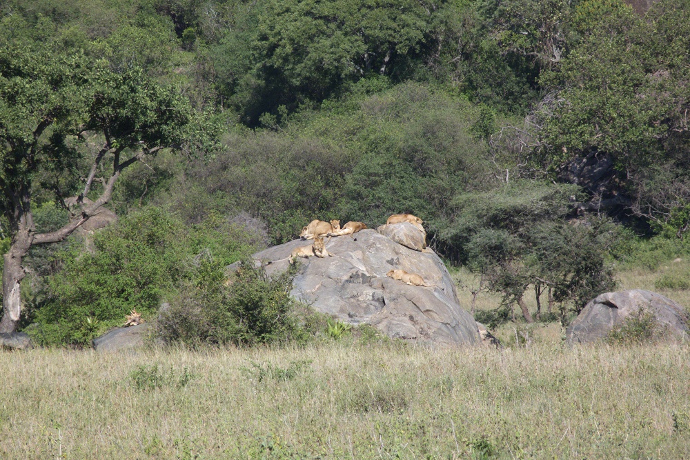 Lejonflock. (Moru Kopjes i Serengeti National Park, Tanzania)
