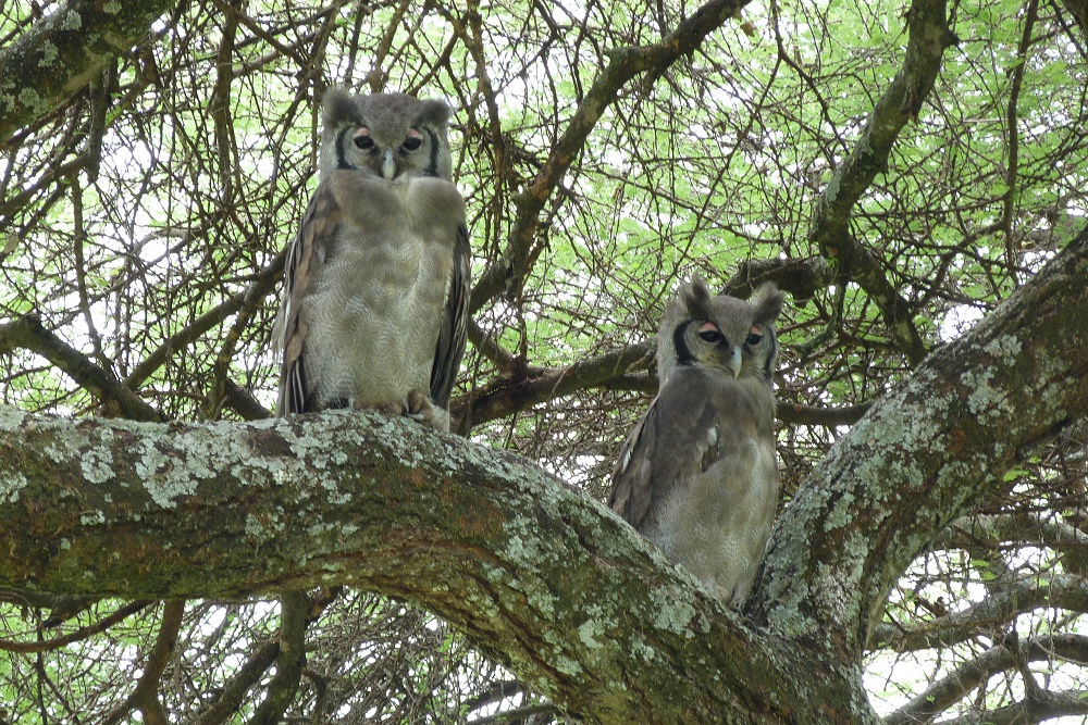 Mjlkuvar. (Tarangire National Park, Tanzania)