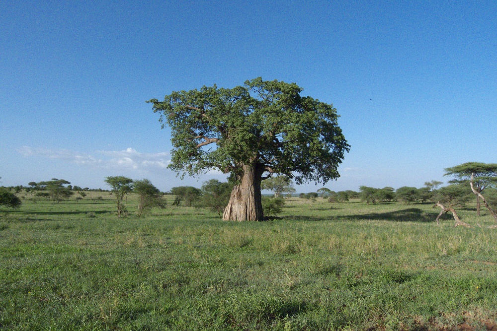 Baobabtrd (som ocks kallas apbrdstrd). (Tarangire National Park, Tanzania)