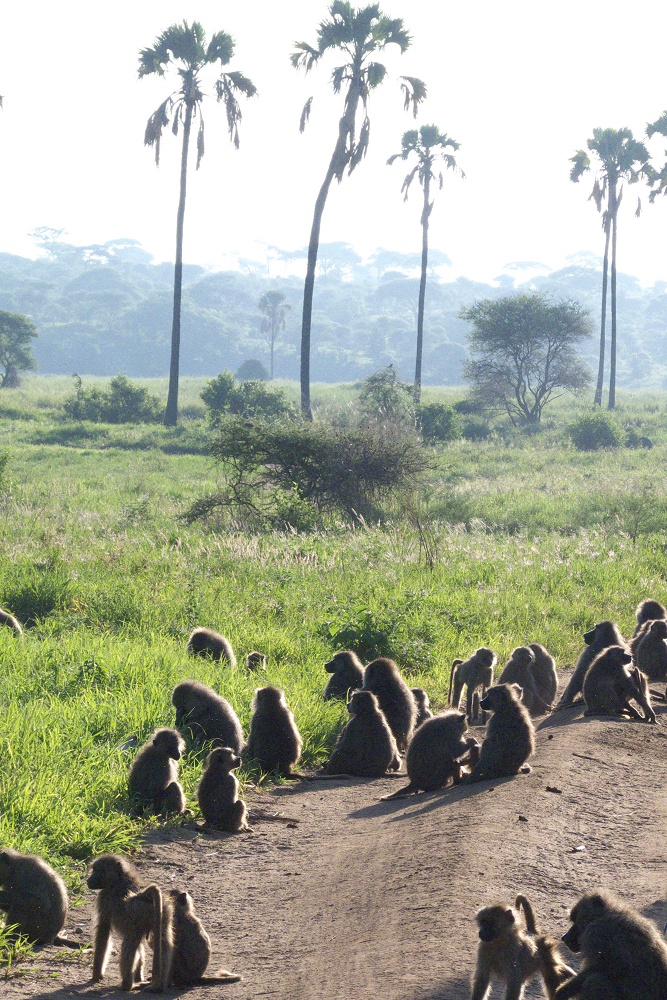 Babianer. (Tarangire National Park, Tanzania)