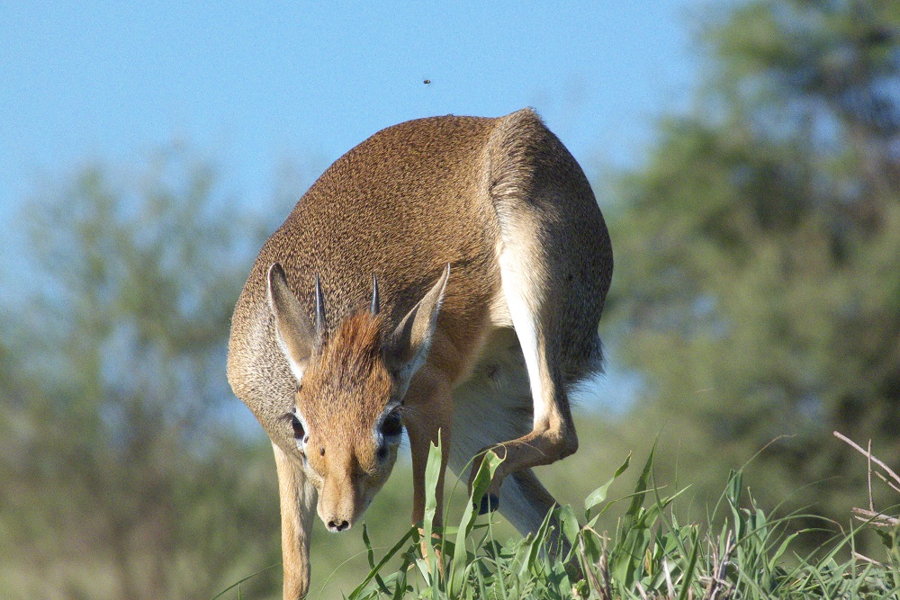 Dikdikantilop, regionens minsta antilop. (Tarangire National Park, Tanzania)