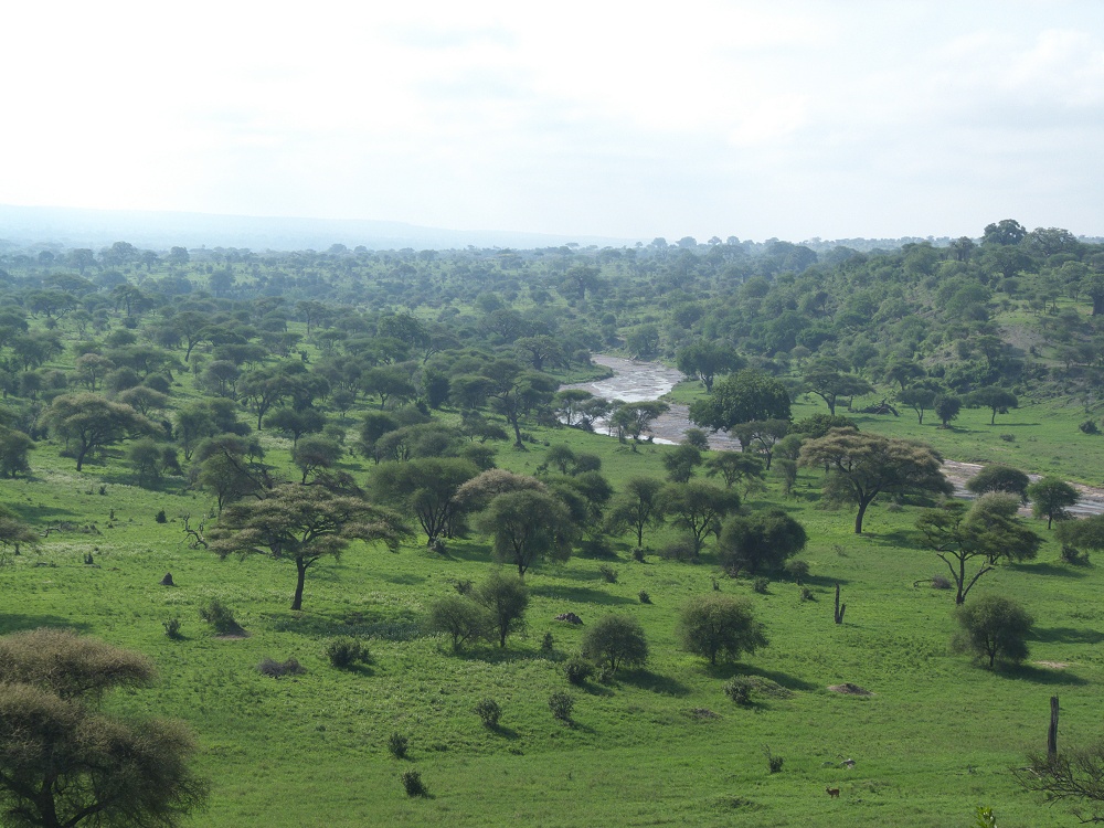 Tarangire i grn skrud. (Tarangire National Park, Tanzania)