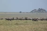 Zebror p savannen. (Serengeti National Park, Tanzania)