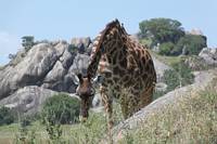 Giraff med oxhackare p nacken. (Serengeti National Park, Tanzania)