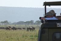 Djurskdning. (Sdra Serengeti National Park, Tanzania)