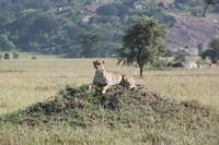 Gepard p vergiven termitstack. (Moru Kopjes i Serengeti National Park, Tanzania)