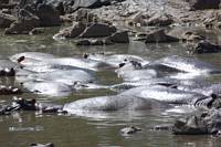 Flodhstar i Retima Hippo Pool. (Centrala Serengeti National Park, Tanzania)