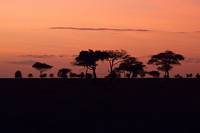 Gryning ver Moru Kopjes. (Sdra Serengeti National Park, Tanzania)