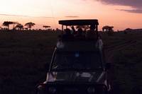 Djurskdning i gryningen. (Serengeti National Park, Tanzania)