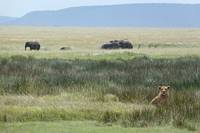 Lejon och elefanter i savanngrset. (Serengeti National Park, Tanzania)