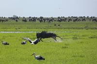 Gnu i vtmark. (Sdra Serengeti National Park, Tanzania)