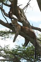 Leopard med ett byte  en gnukalv  i ett trd. (Sdra Serengeti National Park, Tanzania)
