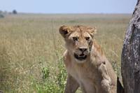 Lejon p savannen. (Serengeti National Park, Tanzania)
