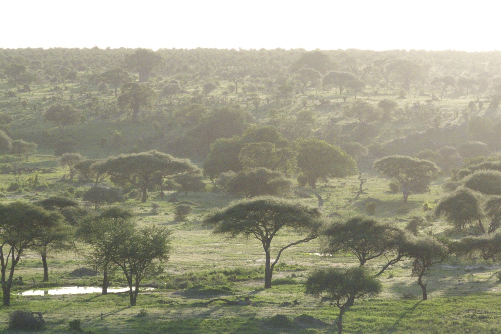 Tarangire National Park. (Tanzania)