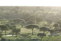 Tarangire National Park.