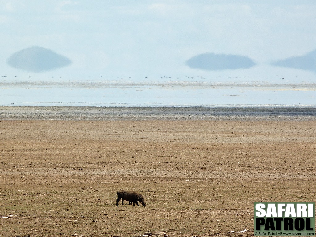 Ett ensamt vrtsvin i en torr milj. (Lake Manyara National Park, Tanzania)